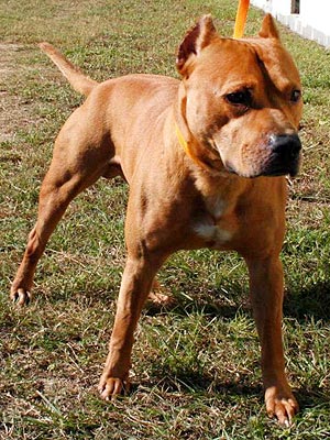 Georgia Judge Appoints Lawyer for Pit Bull