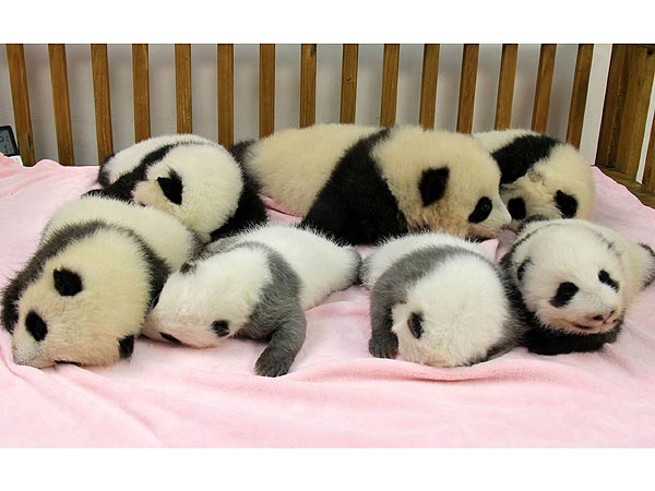 Seven Baby Pandas on Sleep Parade!