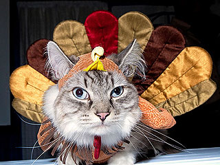 Show Off Your Thanksgiving Pets!