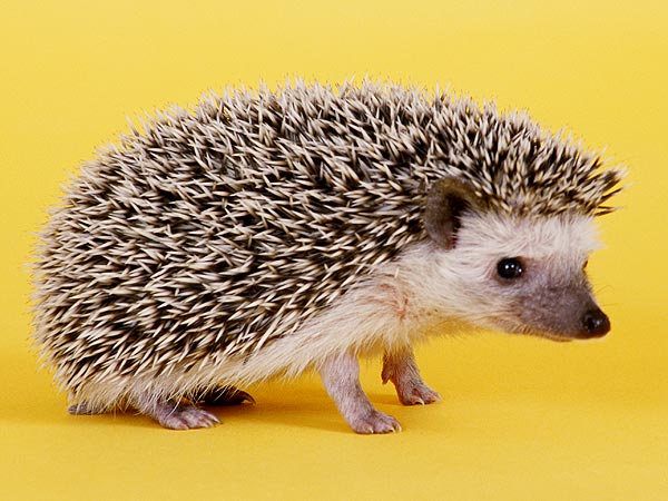 Hedghog Rescued from Chip Bag