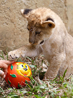 Morning Cuteness: Lion Cub Discovers Ball