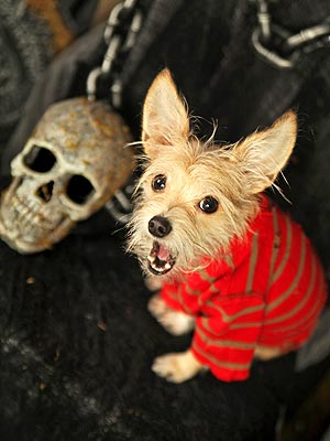 Halloween Pet Safety Tips