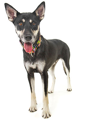 Adopt Me! Rizzo Promises Never to Leave You