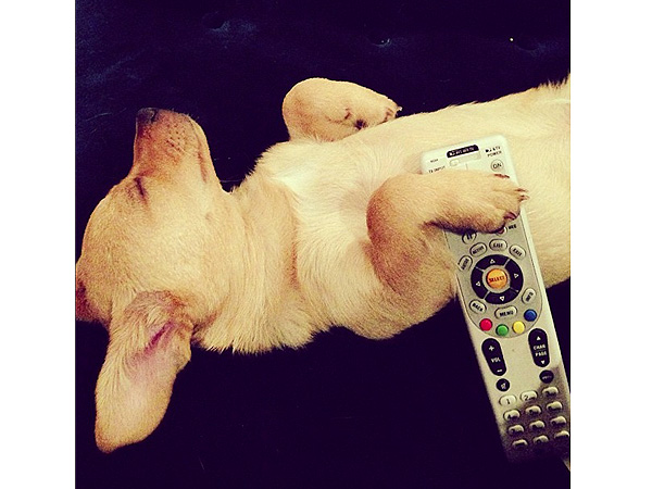 Lauren Conrad's Dog Pre-Games for Thanksgiving Laziness