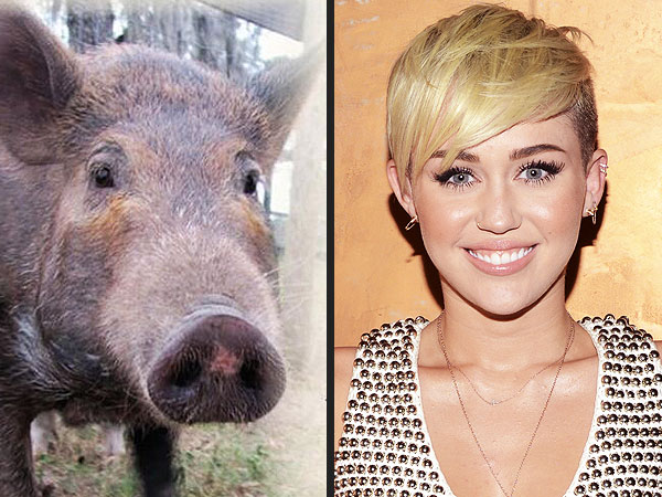 Miley Cyrus Receives Sponsored Pig From PETA for Birthday