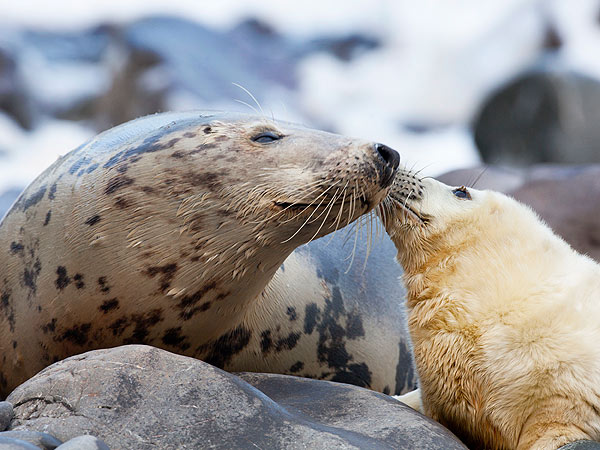 Seal Pup Kisses Mother: Photo