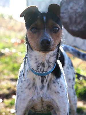 Adopt Me! Abandoned by His Owners, Slim Is Ready to Trust Again