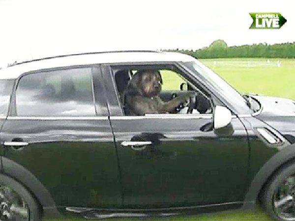 Rescue Dogs in New Zealand Learn How to Drive