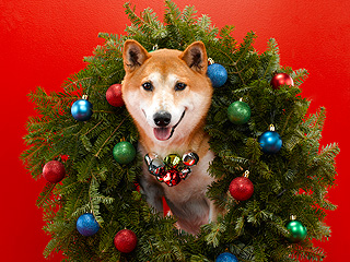 Show Us Your Holiday Pets!