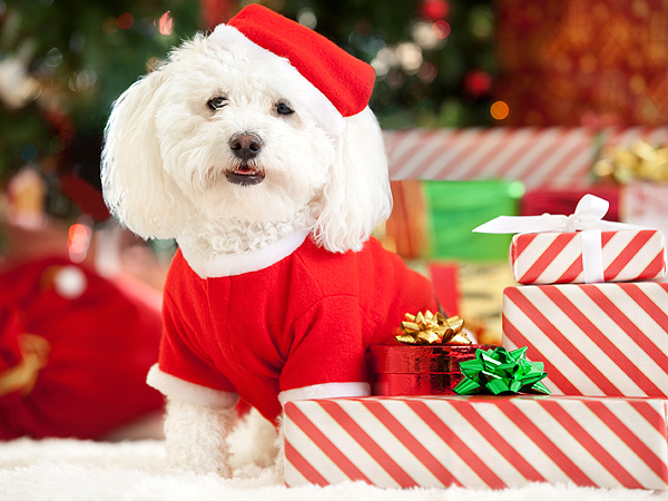 Holidays 2012: Techy Gifts for Pets on the Rise