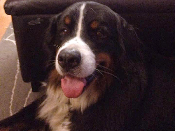 Ohly the Dog Home After Two Weeks in the Woods