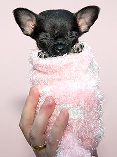Six-Inch Pup Fits Into a Baby's Sock!