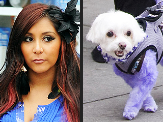 Stars and Their Pets: Snooki's New Hue | Nicole Polizzi