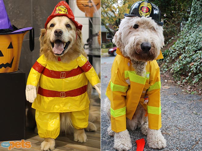 Halloween Faceoff! Pet Costume Showdown