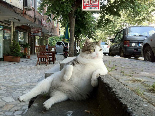 10 Craziest Animal Photos of 2012