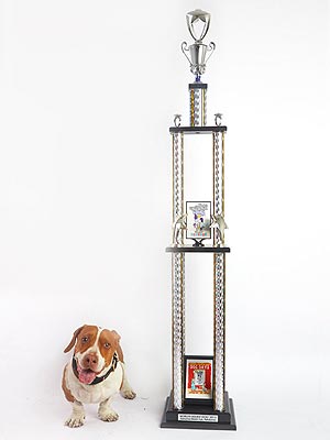 World's Ugliest Dog Winner Is Walle the Mutt