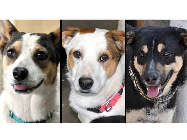 Adopt Us! This Doggy Trio Is Just Looking for Someone to Love