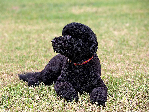 The Obamas Welcome a New Puppy!