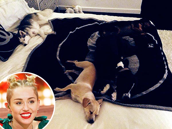 Miley Cyrus Celebrates 21st Birthday with Her Four Best (Furry) Friends