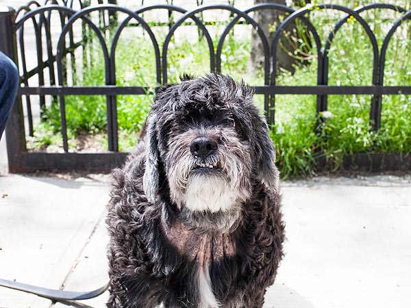 Adopt a Dog: Fraggle in New York City