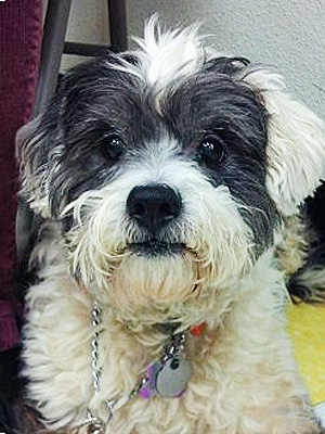 Adopt a Dog: Shilo in California