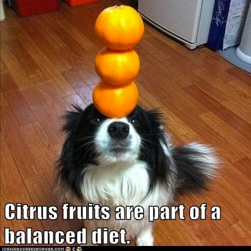 Four Pets Working on Their New Year's Resolutions