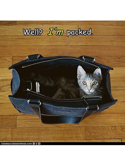 PHOTOS: Cats in Your Stuff