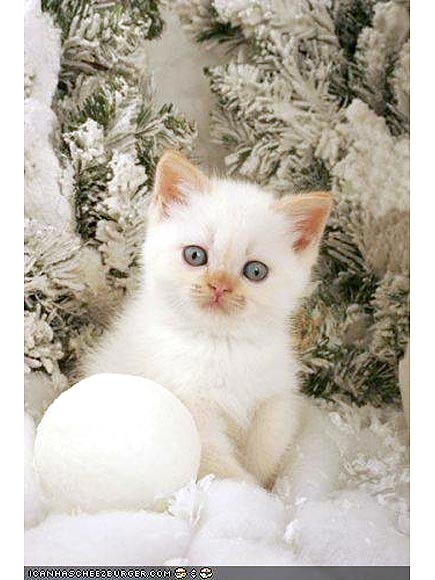 PHOTOS: Cats in the Snow Will Melt Your Cold, Cold Heart
