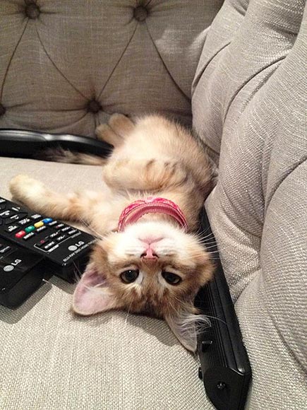 PHOTOS: Ever Wonder What Your Cat's Up to When You're at Work?