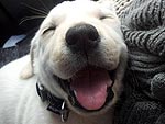 PHOTOS: Four Puppies Who Should Be Our Best Friends