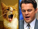 Copycats! When Felines Act Like Celebs | Leonardo DiCaprio