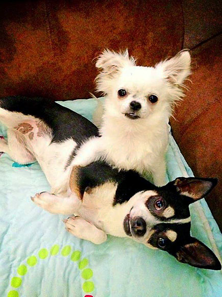 The Cutest Pets on Twitter!
