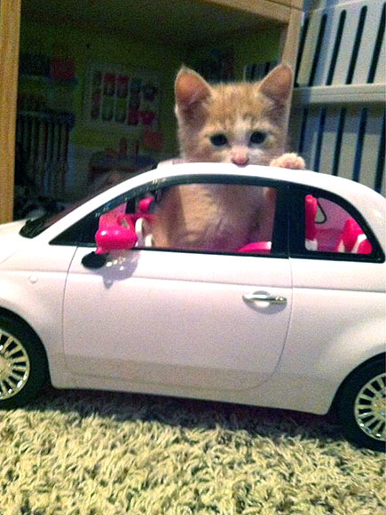 The Cutest Pets on Twitter!