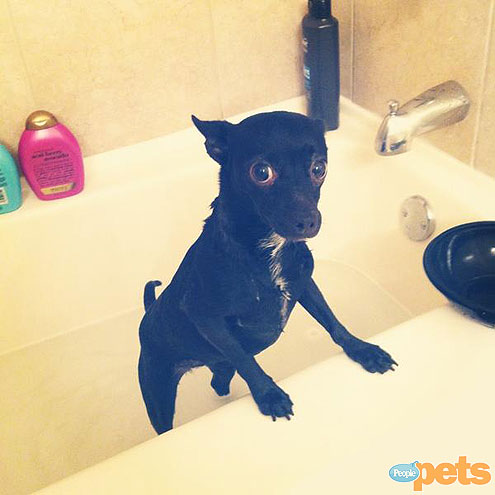 The Cutest Pets on Twitter This Week!