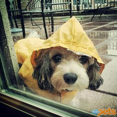 The Cutest Pets on Twitter!