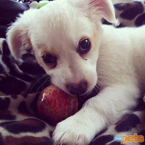 The Cutest Pets on Twitter!
