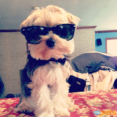 The Cutest Pets on Twitter This Week!