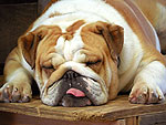 The Cutest Pets on Twitter This Week!