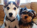 The Cutest Pets on Twitter This Week!