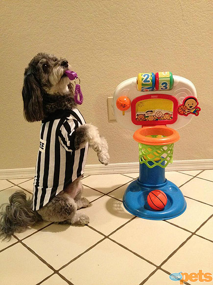 The Cutest Pets on Twitter This Week!