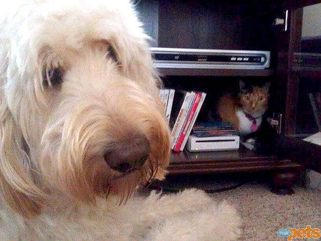 The Cutest Pets on Twitter This Week!