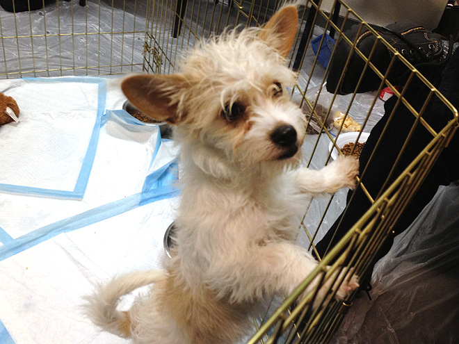 Behind the Scenes at the Puppy Bowl