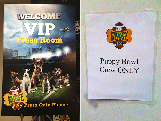 Behind the Scenes at the Puppy Bowl