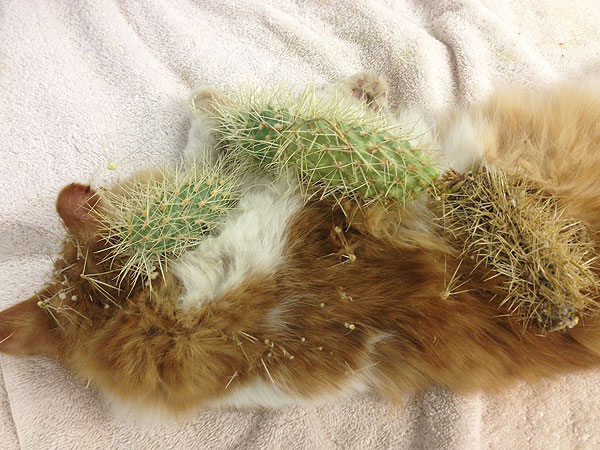 Cat Injured By Cactus, Gets Adopted