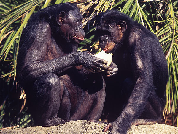 Bonobos African Apes Share Food with Strangers