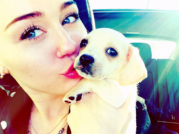 Miley Cyrus Adopts a Chihuahua Mix Named Bean