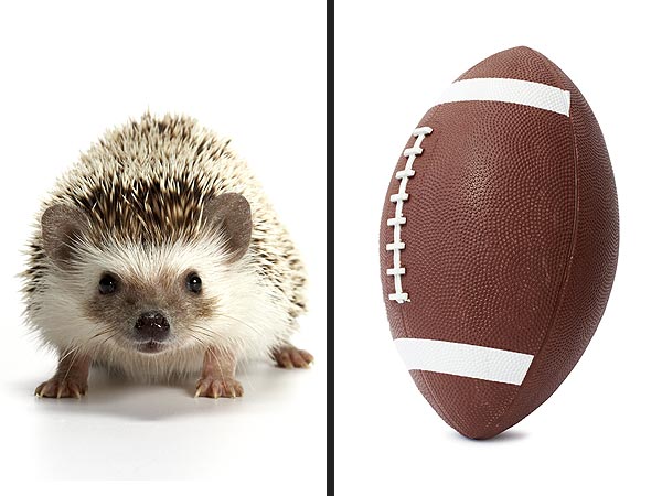 Puppy Bowl 2013 to Use Hedgehogs as Cheerleaders