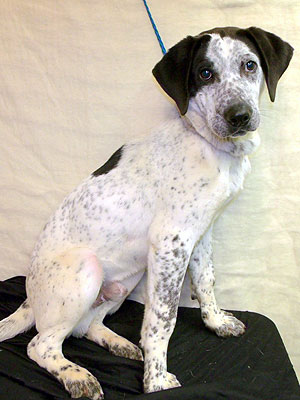 Adopt Me! Bennie Wants to Be Somebody's Buddy Again