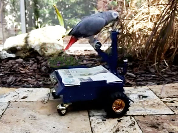 Engineering Student Builds Car for His Pet Parrot