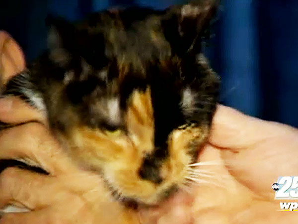 Missing Cat Walks 190 Miles Home